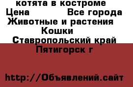 котята в костроме › Цена ­ 2 000 - Все города Животные и растения » Кошки   . Ставропольский край,Пятигорск г.